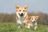 CORGI PEMBROKE 1286